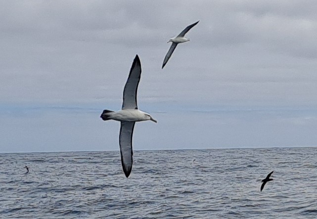 2025 02 14 Albatros